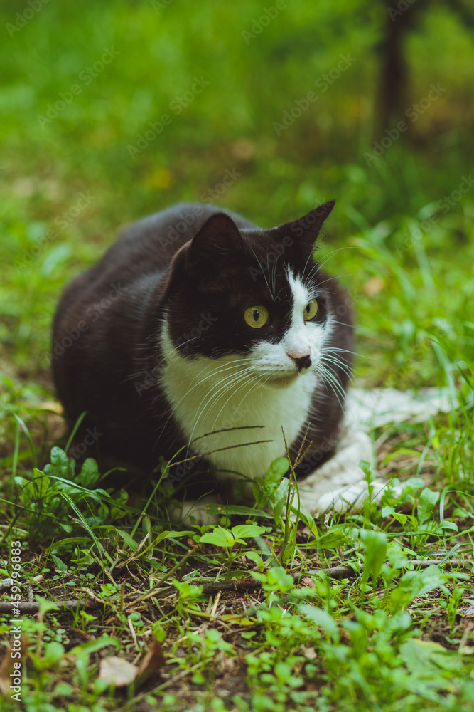 Black and white cat sitting in green grass Black and white cat sitting in green grass