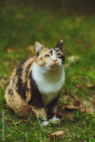 Obraz na płótnie Beautiful tricolor cat sits on green grass w salonie