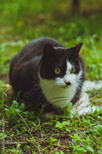 Obraz na płótnie Black and white cat sitting in green grass w salonie