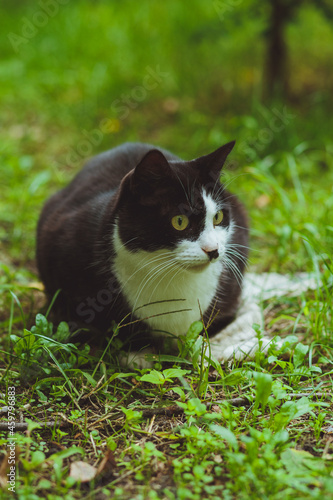 Obraz na płótnie Black and white cat sitting in green grass w salonie
