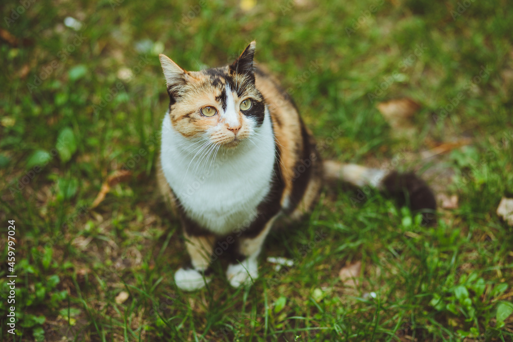 Beautiful tricolor cat sits on green grass