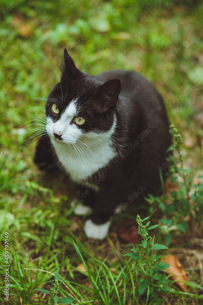 Black and white cat sitting in green grass