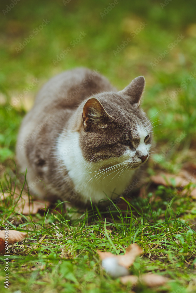 Gray cat sitting in green grass