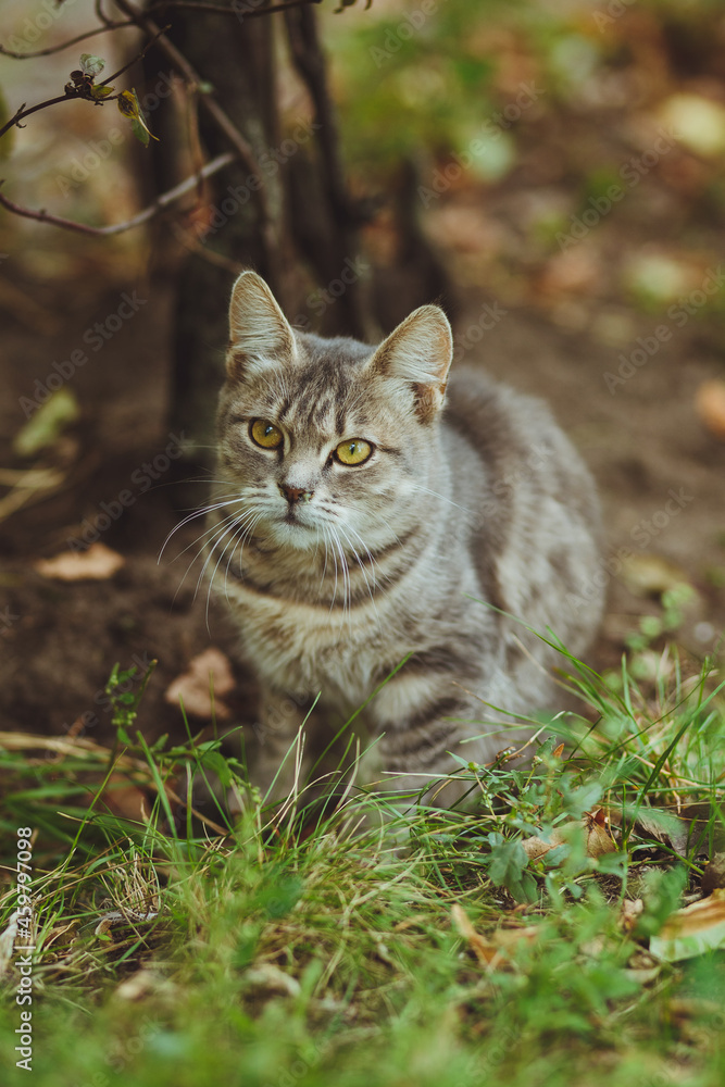 Gray cat sitting in green grass