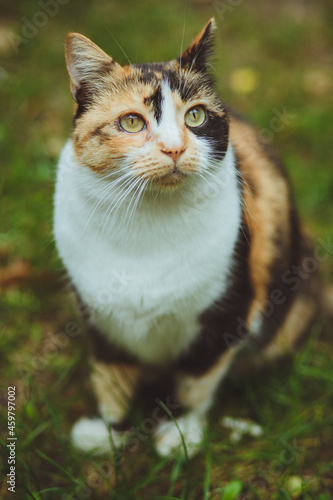 Obraz na płótnie Beautiful tricolor cat sits on green grass w salonie
