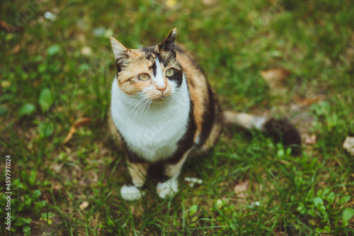 Obraz na płótnie Beautiful tricolor cat sits on green grass w salonie
