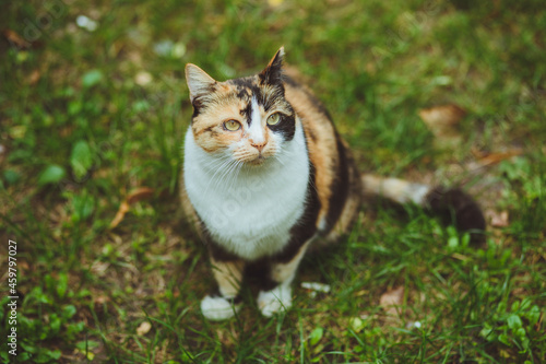 Beautiful tricolor cat sits on green grass