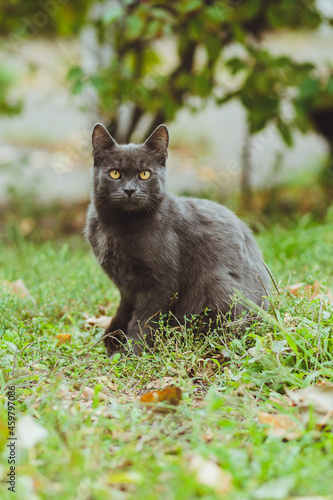 Obraz na płótnie Gray cat sitting in green grass w salonie