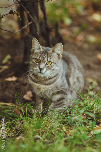 Gray cat sitting in green grass © Alexander