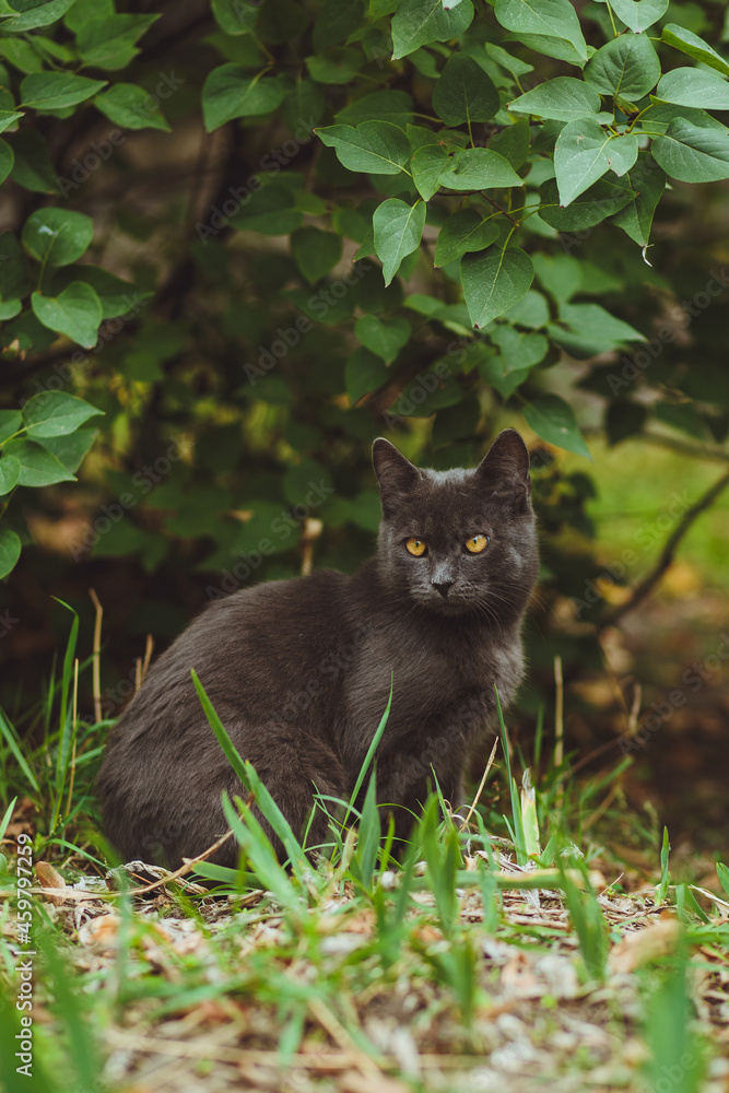 Gray cat sitting in green grass