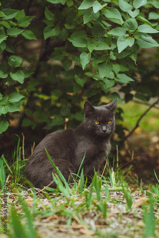 Gray cat sitting in green grass