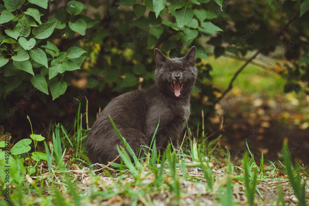 Gray cat sitting in green grass