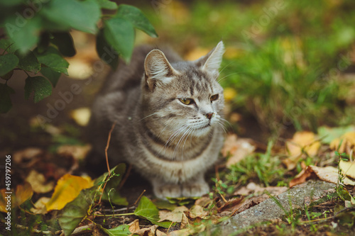 Obraz na płótnie Gray cat sitting in green grass w salonie
