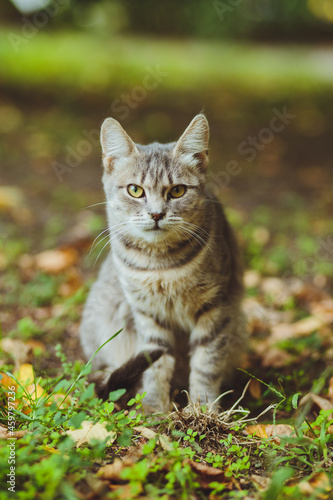 Gray cat sitting in green grass