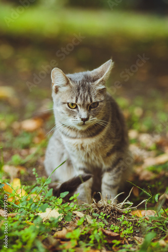 Gray cat sitting in green grass
