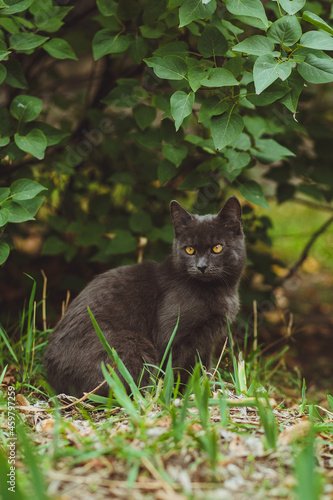 Obraz na płótnie Gray cat sitting in green grass w salonie