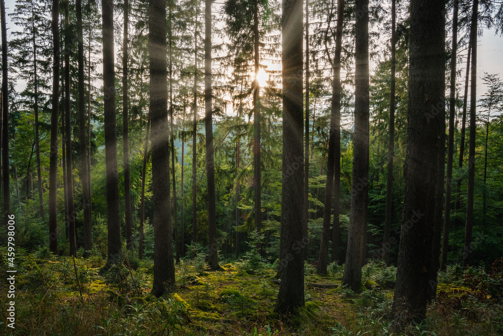 Sonne im Wald, Waldstimmung, Sonne, Waldweg