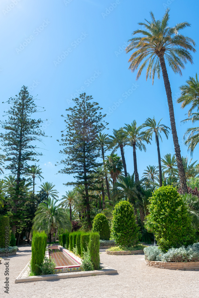 Elche Municipal Park, Alicante province, Valencian Community. Spain. Europe. The largest date forest in Europe, with almost 200,000 palm trees in gardens throughout the city.
