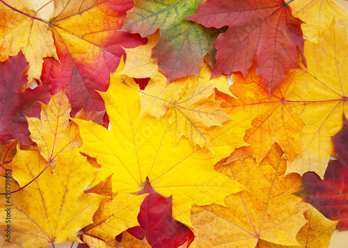 Multicolored background of autumn leaves, top view