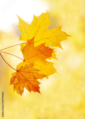 maple leaves are yellow on a blurry background