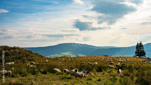 Rhönschafe mit Blick auf den Kreuzberg, Unterfranken, Bayern, Rhön, Deutschland