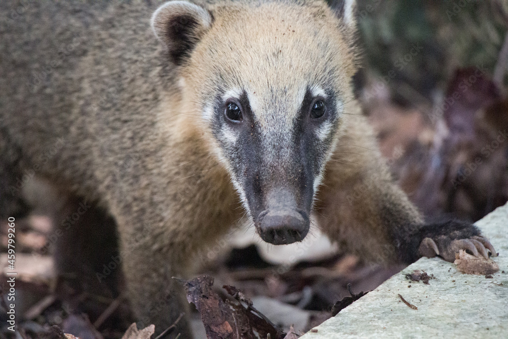 Naklejka premium Quati