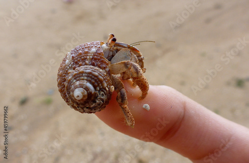 hermit crab on the top of the finger 