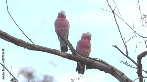 a pair of galahs resting on a tree branch at redbank waterhole near alice springs in the northern territory, australia photo