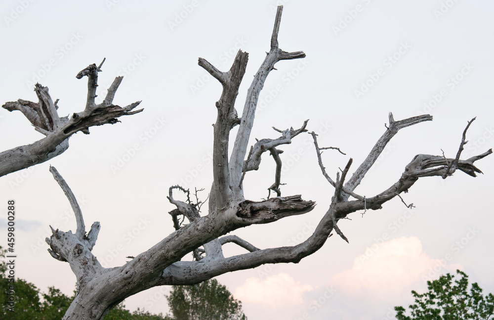 branches branches