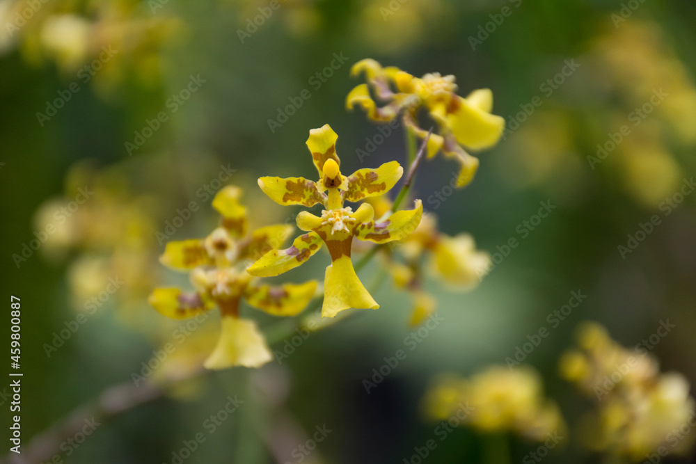 flower, nature, yellow, spring, plant, flowers, blossom, field, tree, summer, bloom, garden, meadow, branch, flora, blooming, canola, sky, closeup, season, macro, beauty, color, flowering, agriculture
