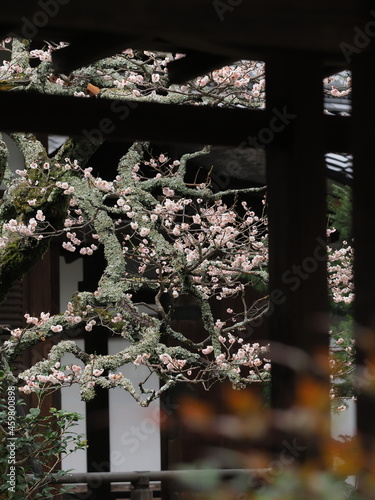 京都にあるお寺で咲いている梅の花