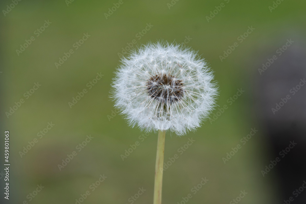 dandelion dandelion