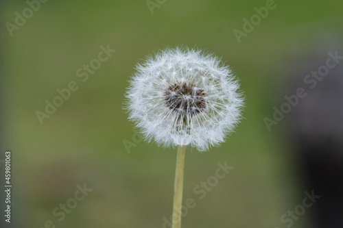 dandelion