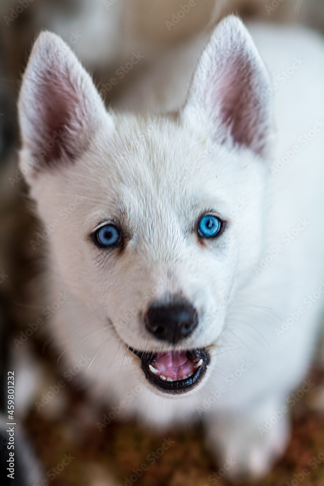 Cachorro husky de ojos azules sorprendido