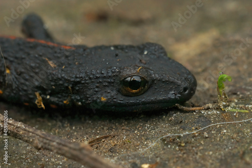 Closeup on a black subadult terrestrial Chinese warty newt, Paramesotriton chinensis
