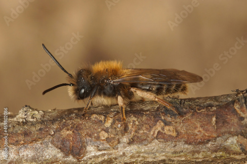 Closeup on a male Clark's mining bee, Andrena clarkella photo