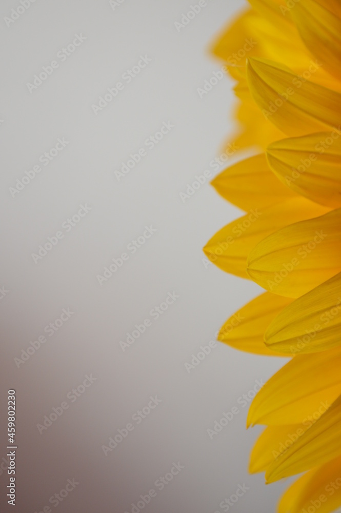 Obraz premium Sunflower