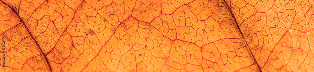 Colorful leaf macro background and texture. Colorful leaf macro background and texture.