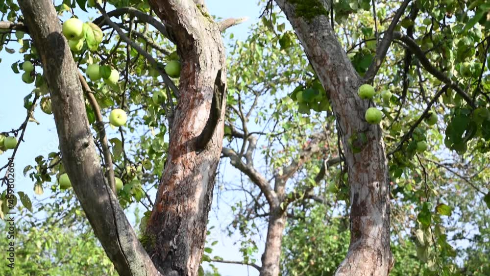 An apple tree in an old garden with green apples. Dry branches, lots of fruit. Panorama video. High quality 4k footage An apple tree in an old garden with green apples. Dry branches, lots of fruit. Panorama video. High quality 4k footage
