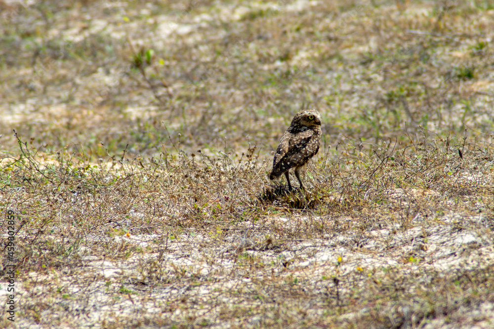 burrowing owl (Athene cunicularia) burrowing owl (Athene cunicularia)