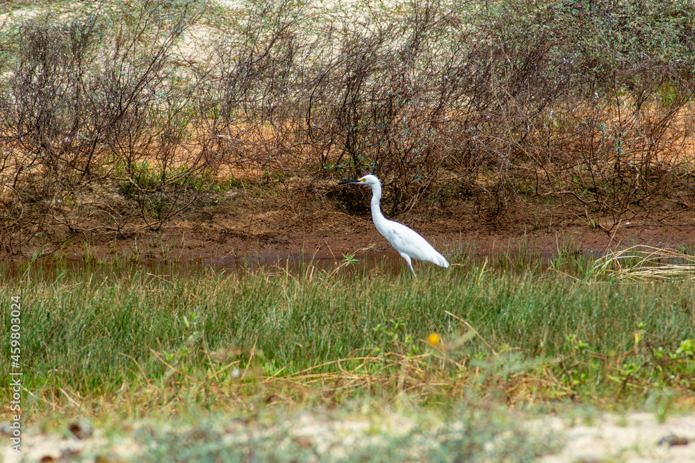 Obraz premium Heron in sand dunes