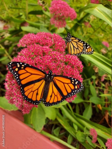 Canvas Print butterfly on a flower