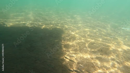 Underwater world of Mediterranean Sea. Near Marmaris, Turkey