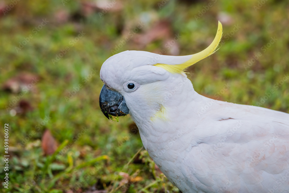 Sulphur-crested Cockatoo on the grass after the rain Sulphur-crested Cockatoo on the grass after the rain