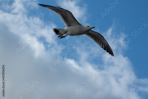 flying seagull in the sky