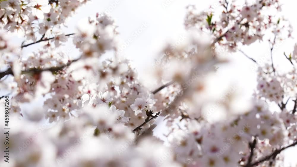 This is a 4K slow motion video of a cherry blossom branch in full bloom.
4K 120fps edited to 30fps This is a 4K slow motion video of a cherry blossom branch in full bloom.
4K 120fps edited to 30fps