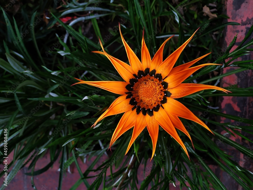 orange flower in the garden