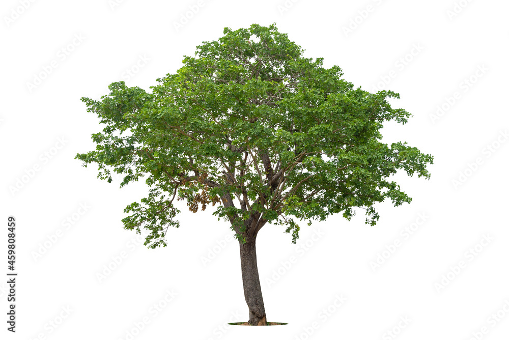 Isolated green tree on white background, Trees isolated on white background, tropical trees isolated used for design, advertising and architecture. Isolated green tree on white background, Trees isolated on white background, tropical trees isolated used for design, advertising and architecture.