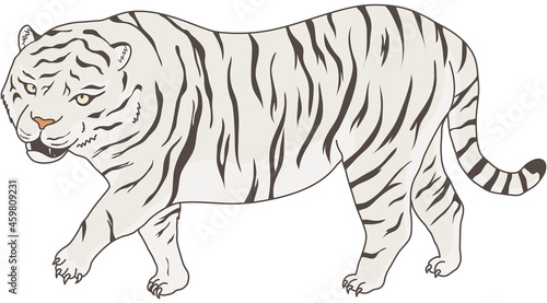 ホワイタイガー　動物