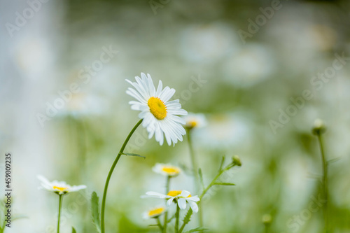 Beautiful white camomiles daisy flowers field on green meadow © hallojulie